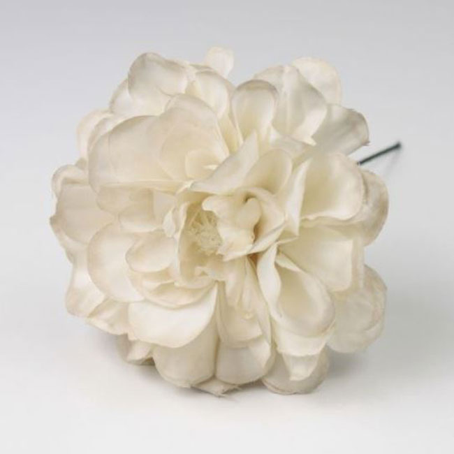 Zinnia. Fleur de Flamenco. Blanc. 9cm