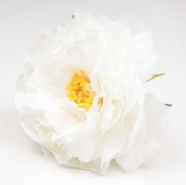 Peonia Sanlucar Flamenco Flowers. 12cm. White