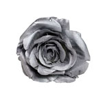 Mini Rose Granada. 7cm. Argent